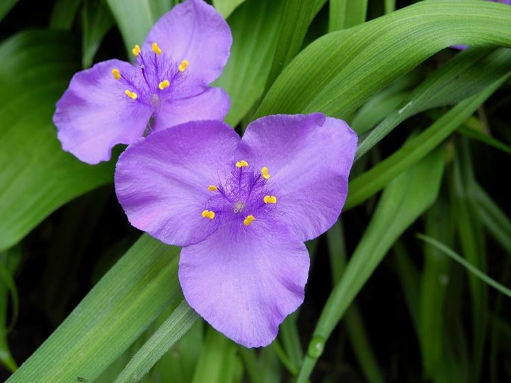 Tradescantia virginiana