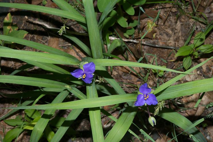 tradescantia