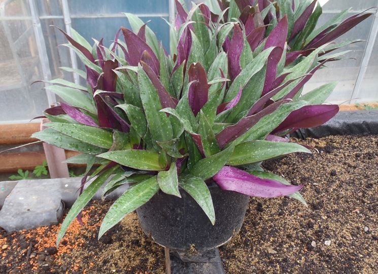 Propagare la tradescantia