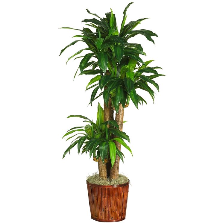 Dracena