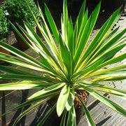 fiori di yucca gloriosa