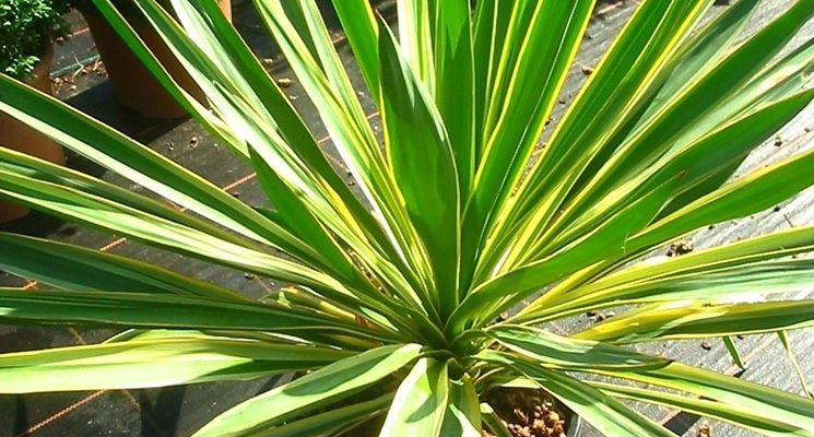 fiori di yucca gloriosa