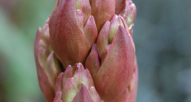 yucca gloriosa