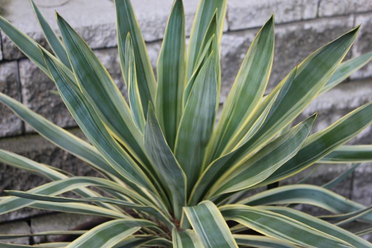 yucca gloriosa in fiore