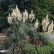 yucca gloriosa