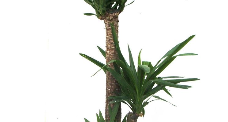 La Yucca come pianta da appartamento