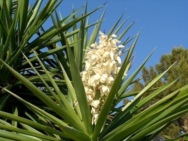 Fiori in un esemplare di Yucca