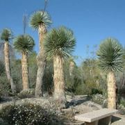 Piante di yucca rostrata