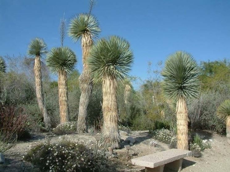 Piante di yucca rostrata