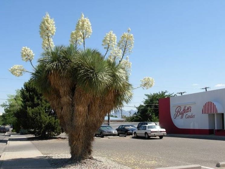 Pianta fiorita di yucca rostrata