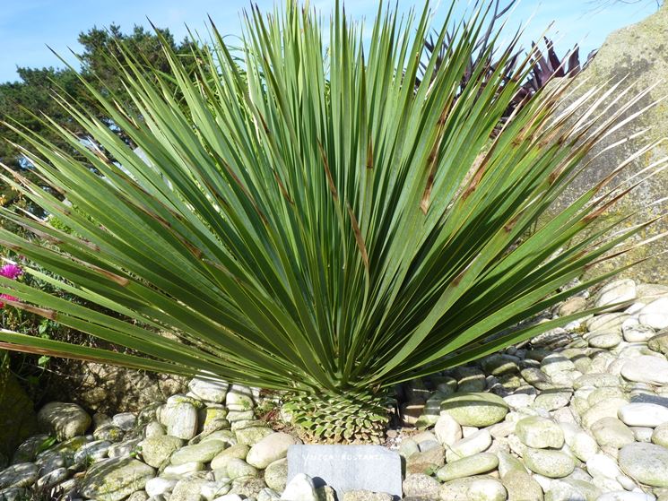 Variet di yucca rostrata