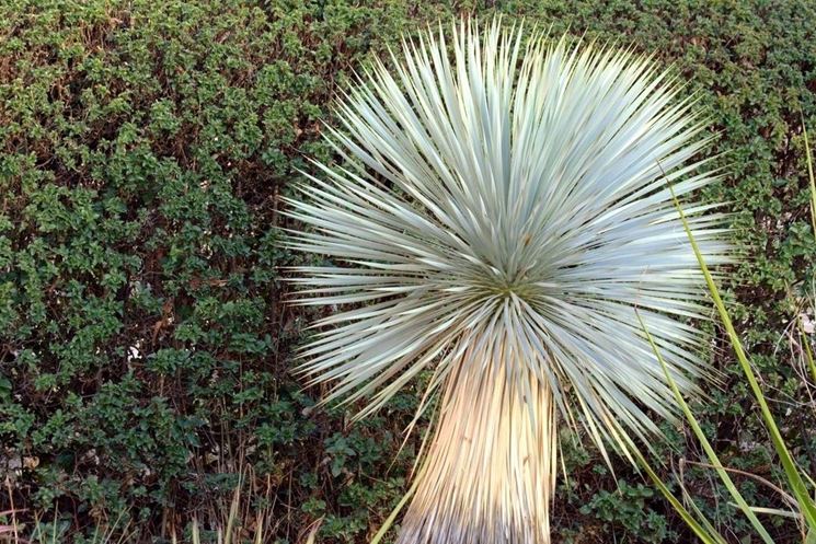 Foglie di yucca rostrata