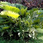 Zamia in piena terra