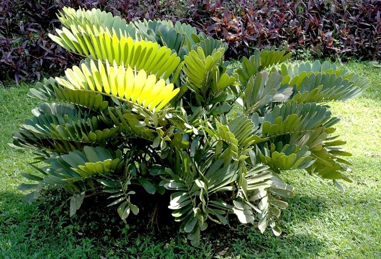 Zamia in piena terra