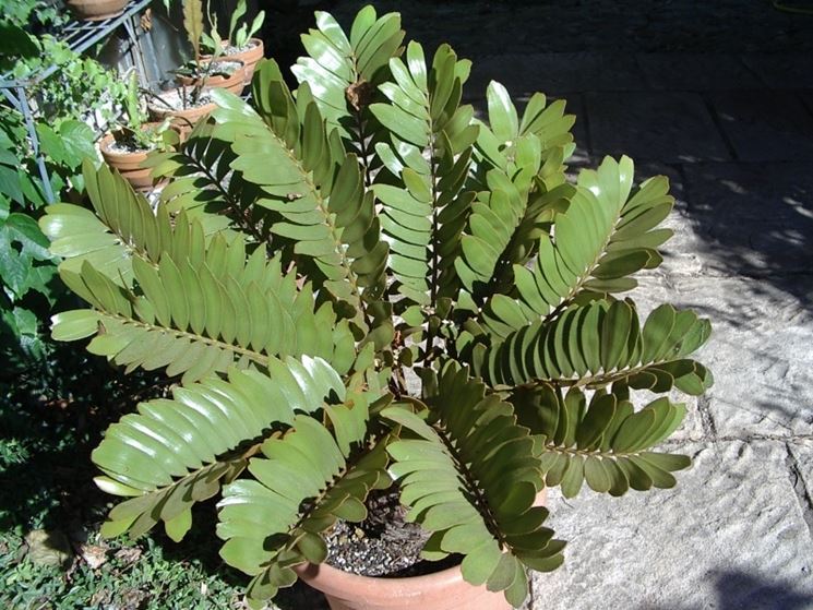 Pianta di zamia in vaso