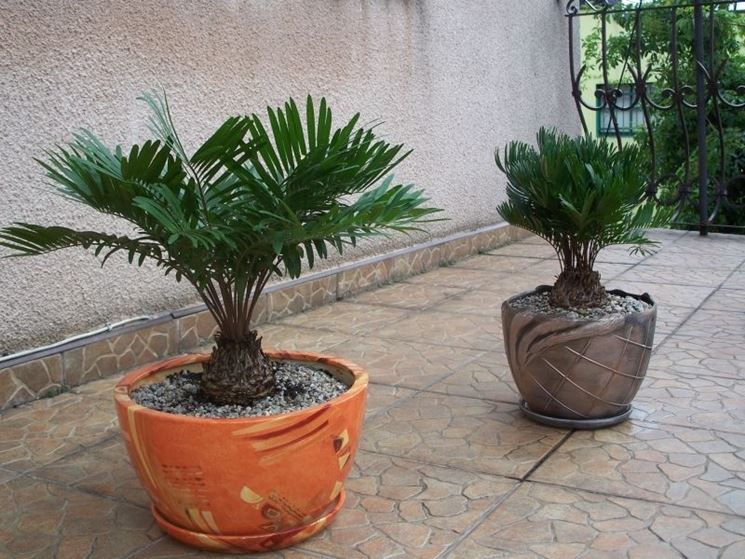 zamia floridiana