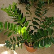 Zamioculcas