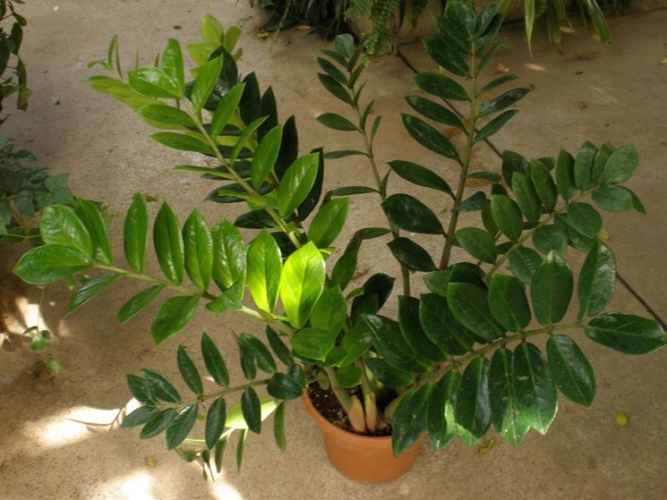 Zamioculcas