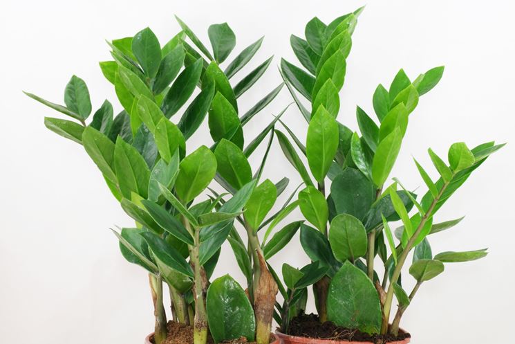 Foglie zamioculcas