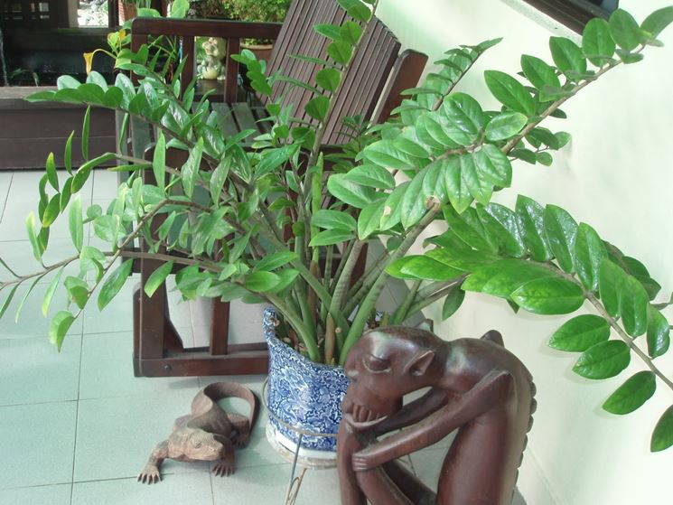 Zamioculcas casa