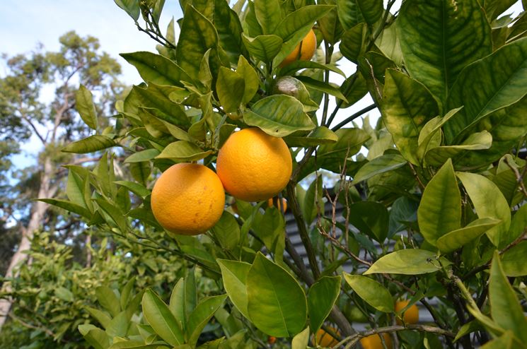 albero limoni