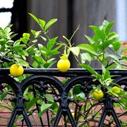 albero di limoni in terrazzo