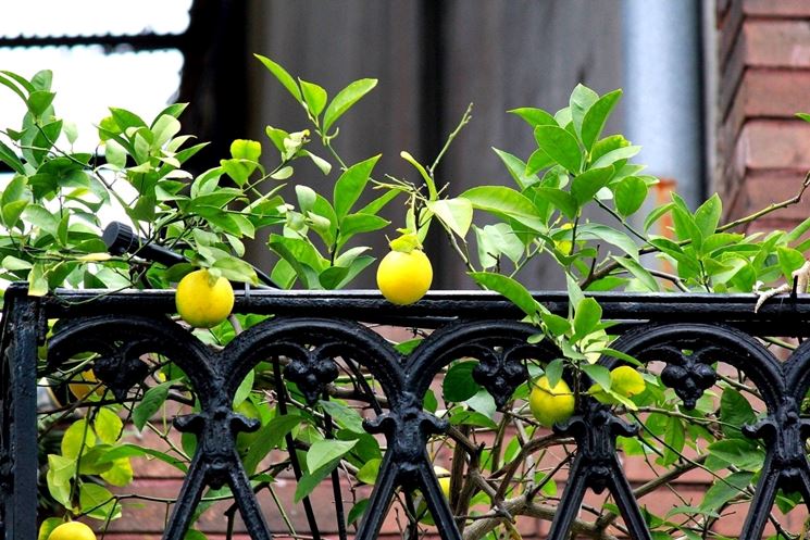 albero di limoni in terrazzo