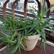 Aloe vera sul terrazzo