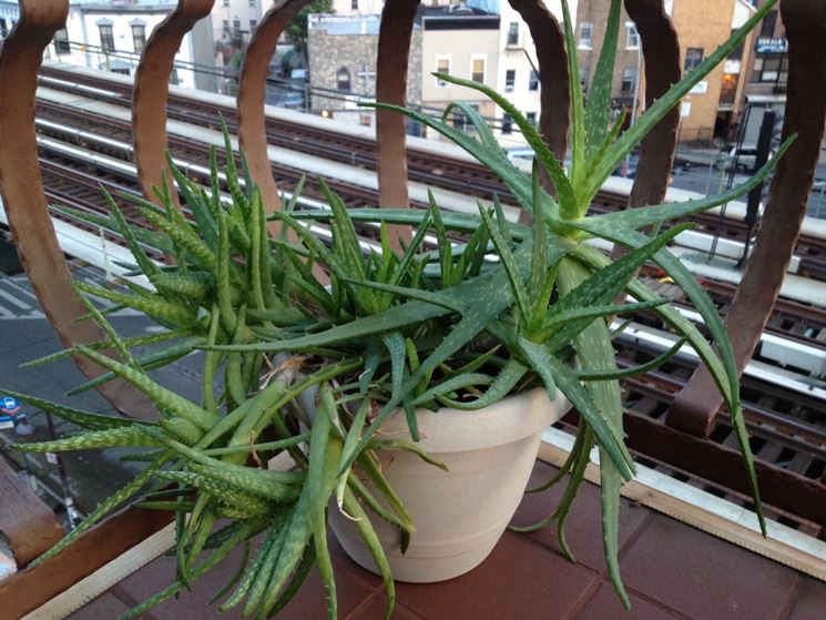 Aloe vera sul terrazzo