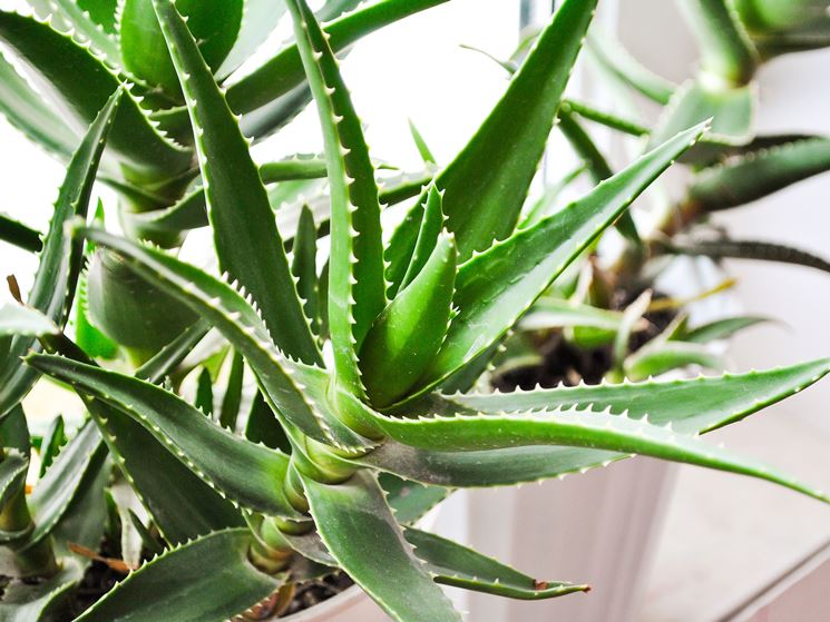 aloe