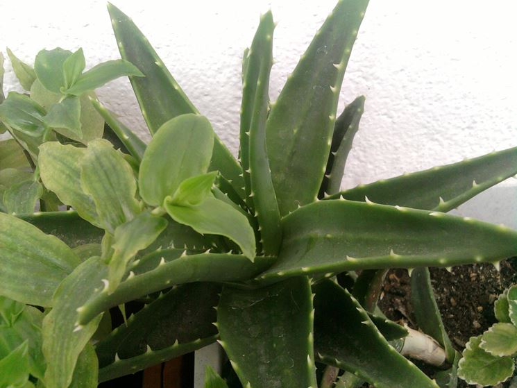 aloe in vaso