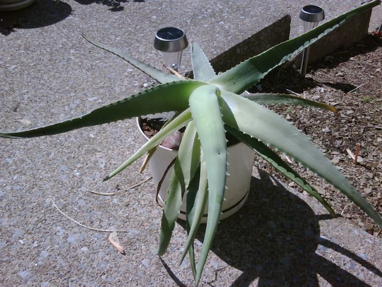 aloe vera in vaso