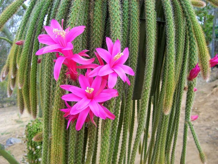 APOROCACTUS