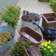 coltivare sul balcone