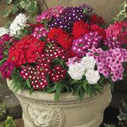 verbena balcone