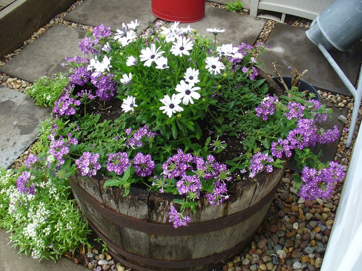 verbena e dimorphoteca