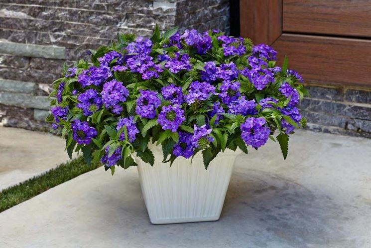 vaso di verbena viola