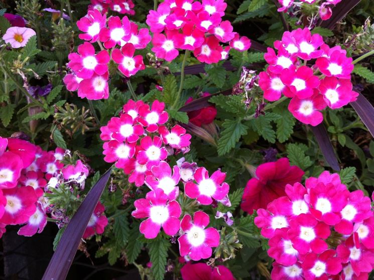 fiori di verbena