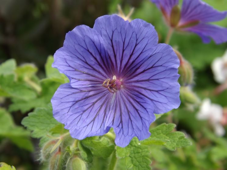 Fiore di geranio blu