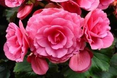 begonia