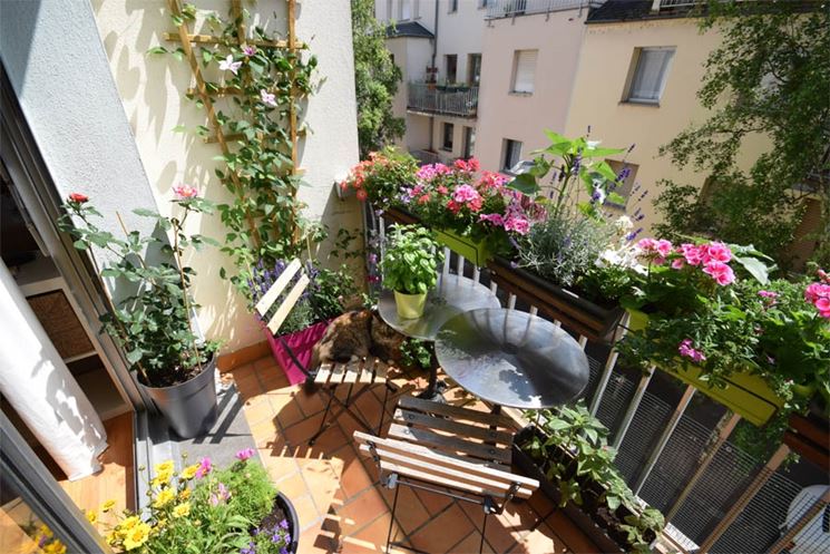 12 Piante fiorite da esterno per abbellire il giardino o il terrazzo