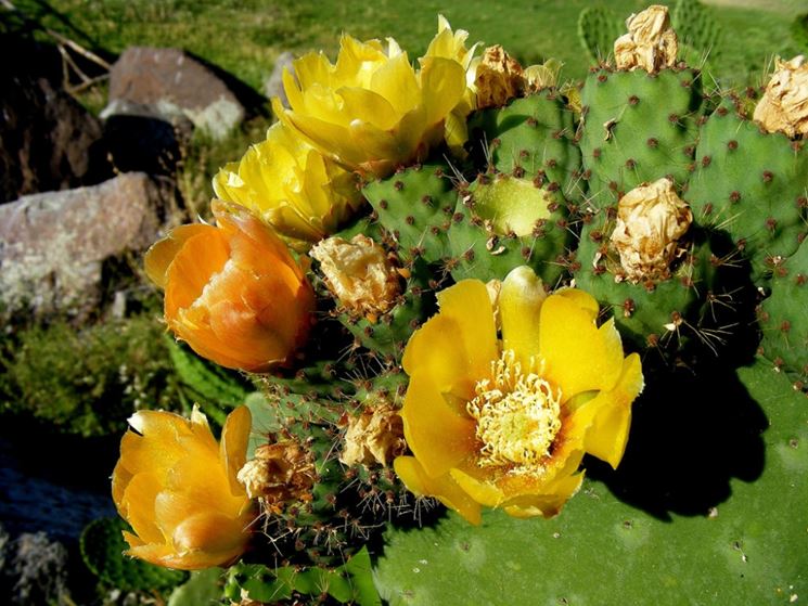 Opuntia ficus