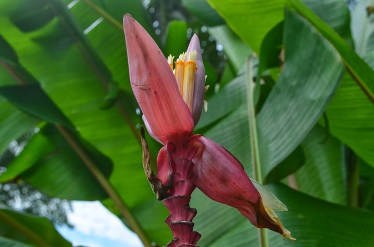 Musa velutina