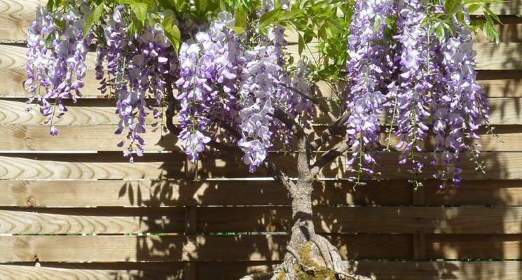 I bellissimi fiori del glicine