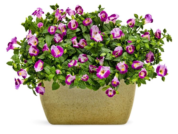 torenia