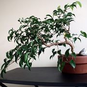 Pianta Ficus Benjamin