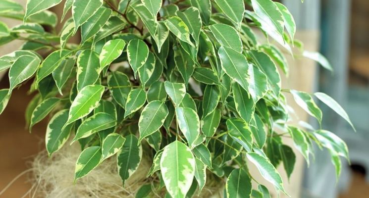 Ficus elastica