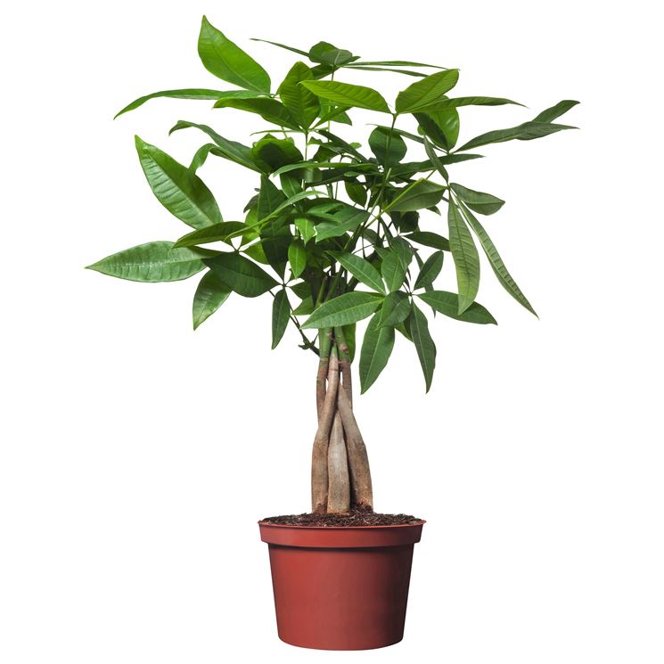 pianta pachira