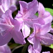 azalea da balcone