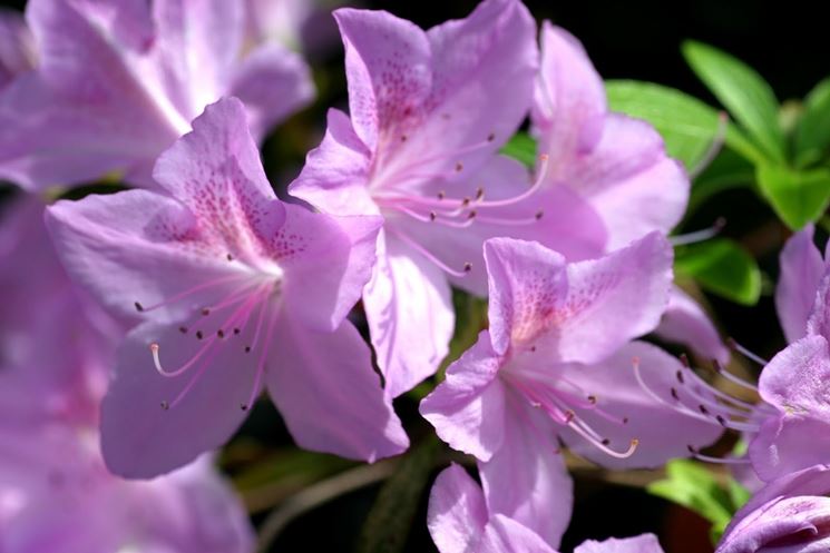 azalea da balcone